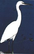 r�serve ornithologique sur R�